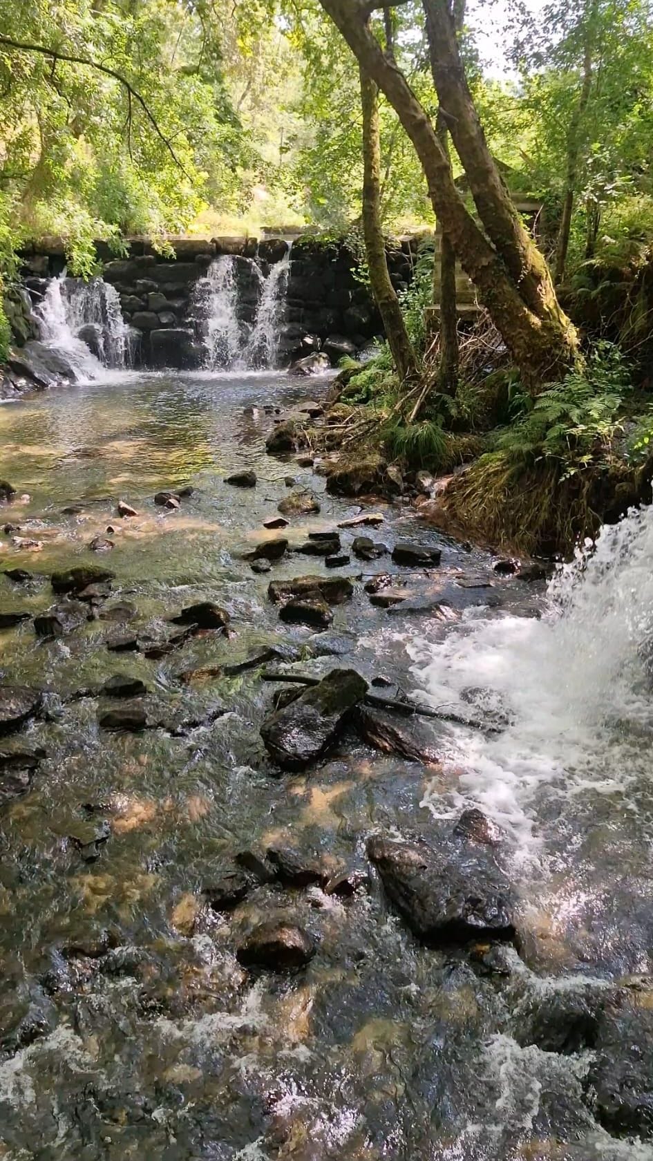 A natural stream with clear water flowing over rocks, surrounded by lush greenery and trees.