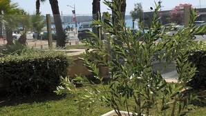 A balcony with a potted olive tree, a railing, and a view of a marina with boats and a clear sky. - SEAFRONT: T2 * * * , GARAGE, AIR-CONDITIONING, WI-FI (Frejus)