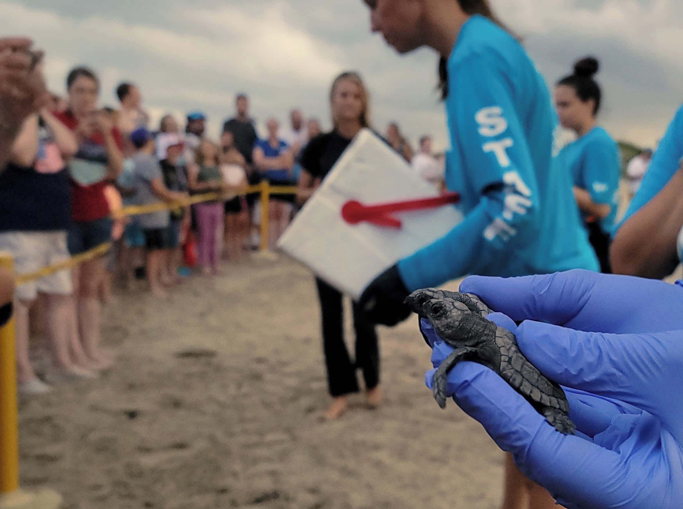 A person in a blue shirt holding a turtle.