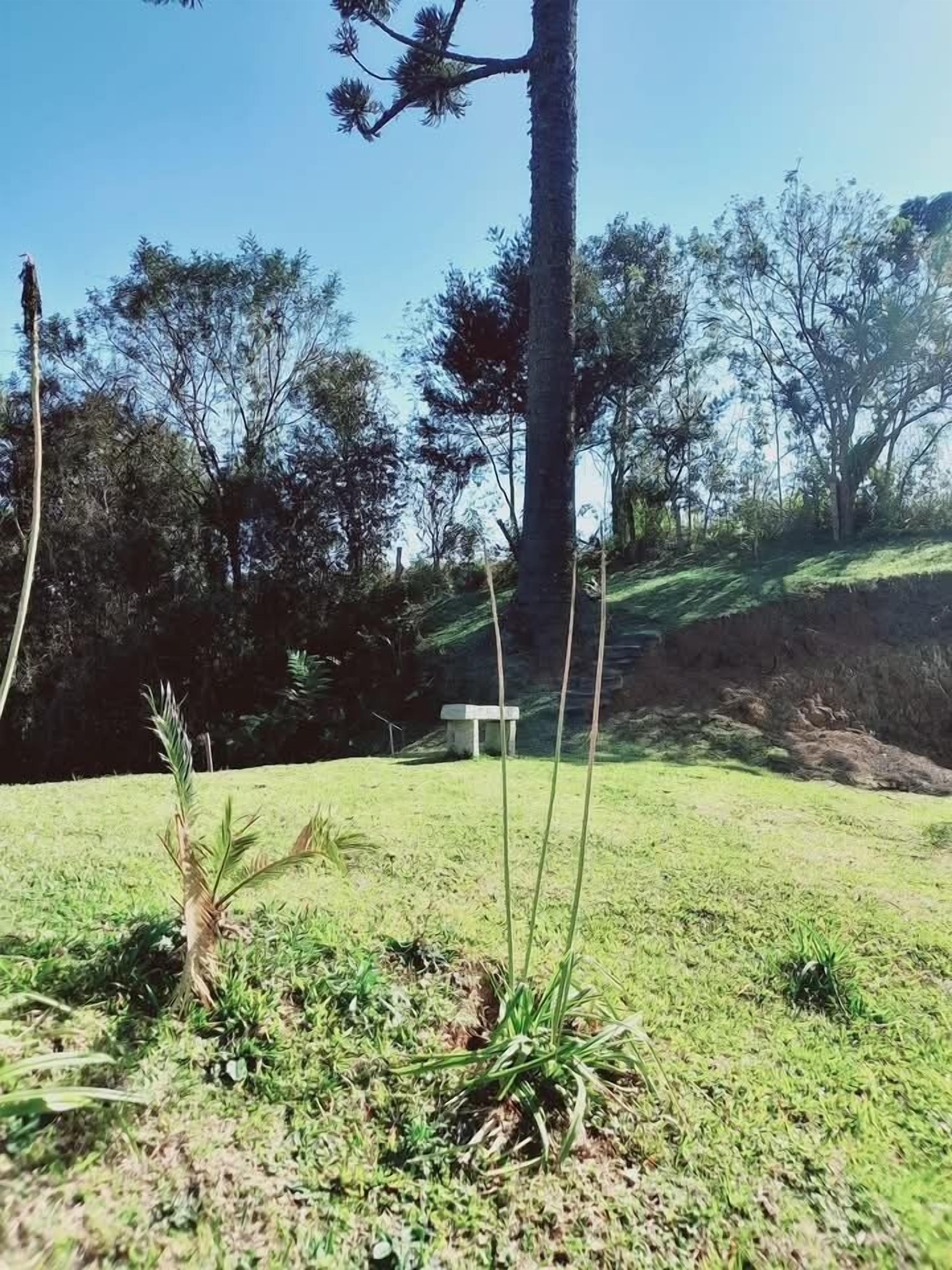 A grassy area with a few trees and a bench.