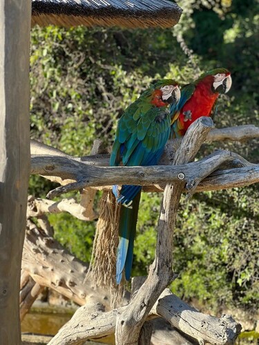 Chalet 4 étoiles - Piscine  - ccagfed