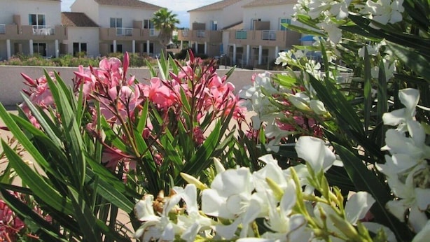 Une rangée de bâtiments modernes dotés de balcons, entourés de plantes en fleurs.