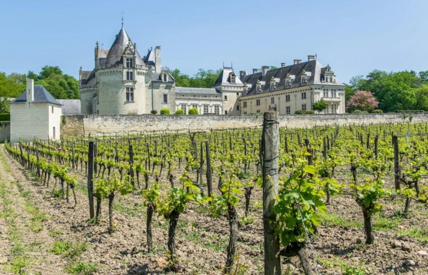 A vineyard with rows of grapevines in front of a large, historic building with multiple towers and a well-maintained stone wall.