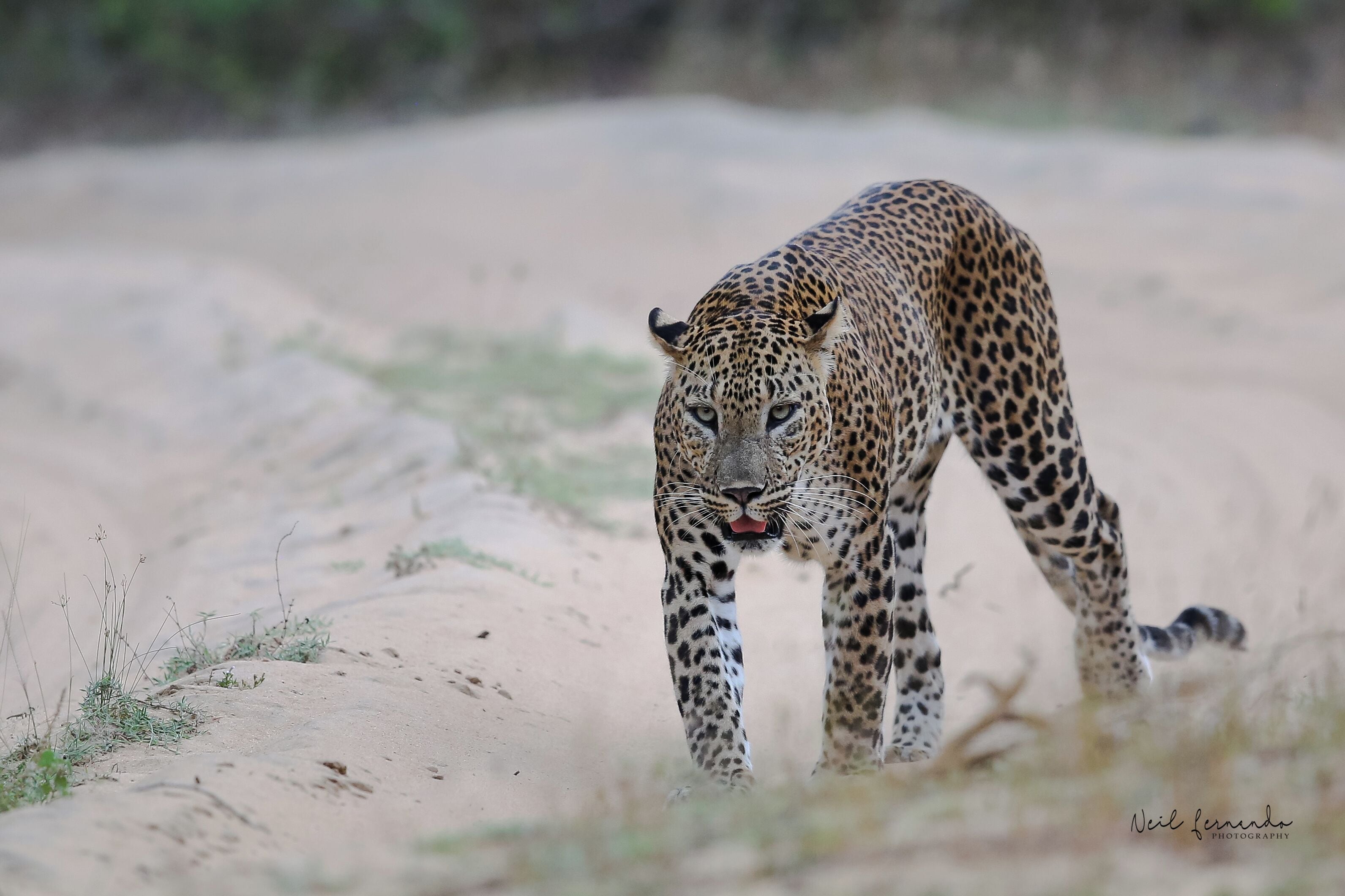 A leopard walking on a sandy path.