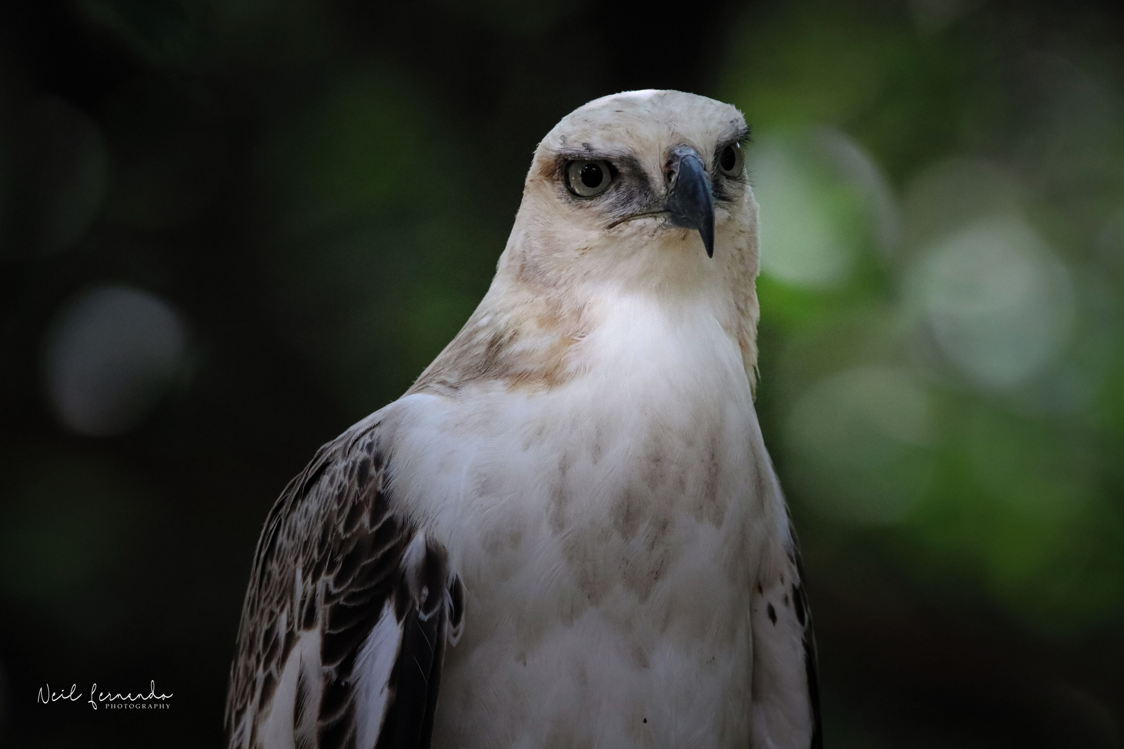 Un gros plan d’un oiseau au bec pointu et aux motifs de plumes détaillés.