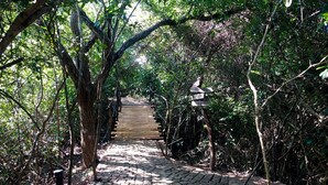 A cobblestone pathway leading through a dense forest with wooden bridges and directional signs. - Cloud Nine Lanka Resort Wilpattu (Wilpattu)
