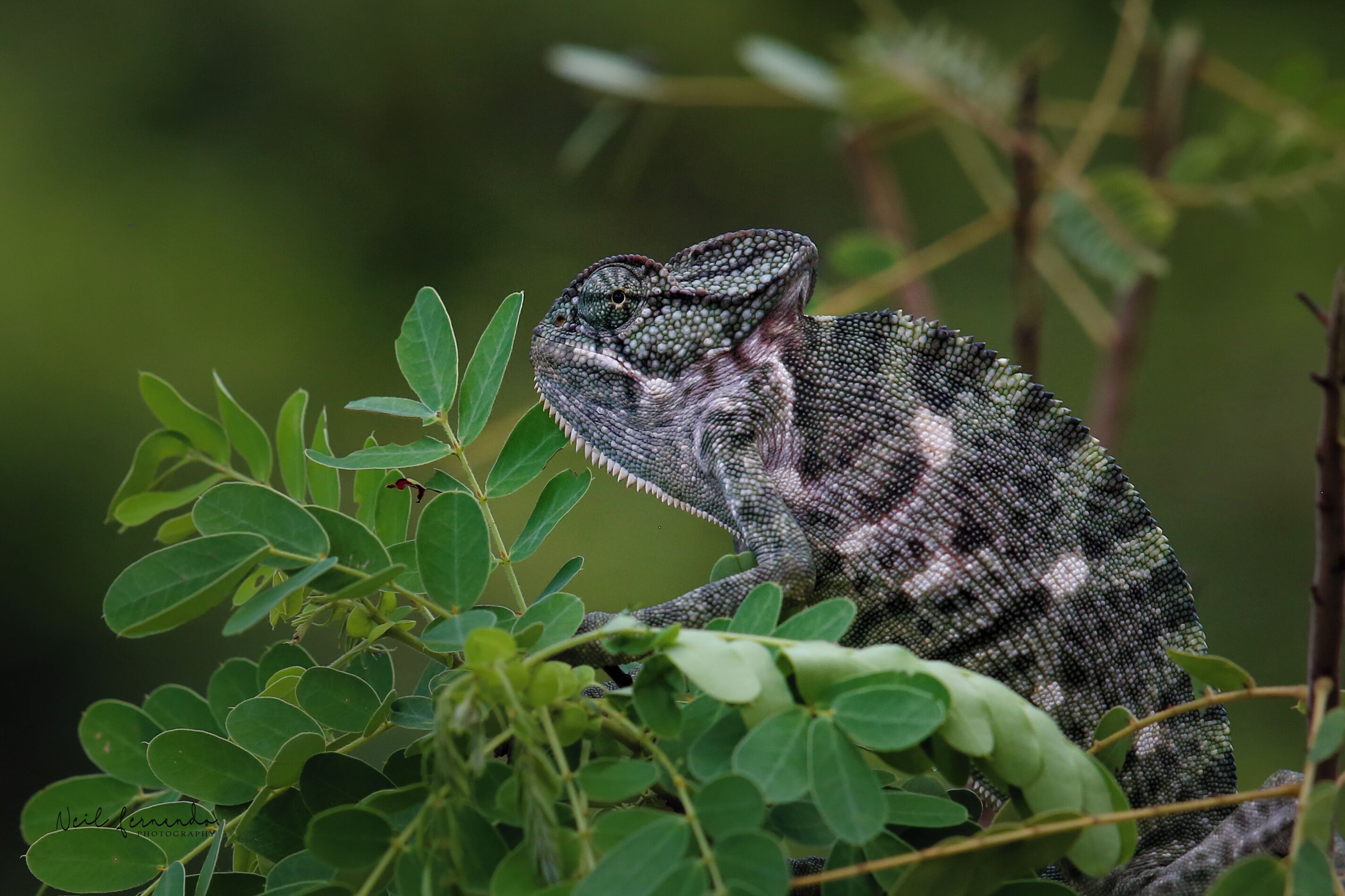 Un caméléon perché sur une branche, entouré de feuilles vertes.