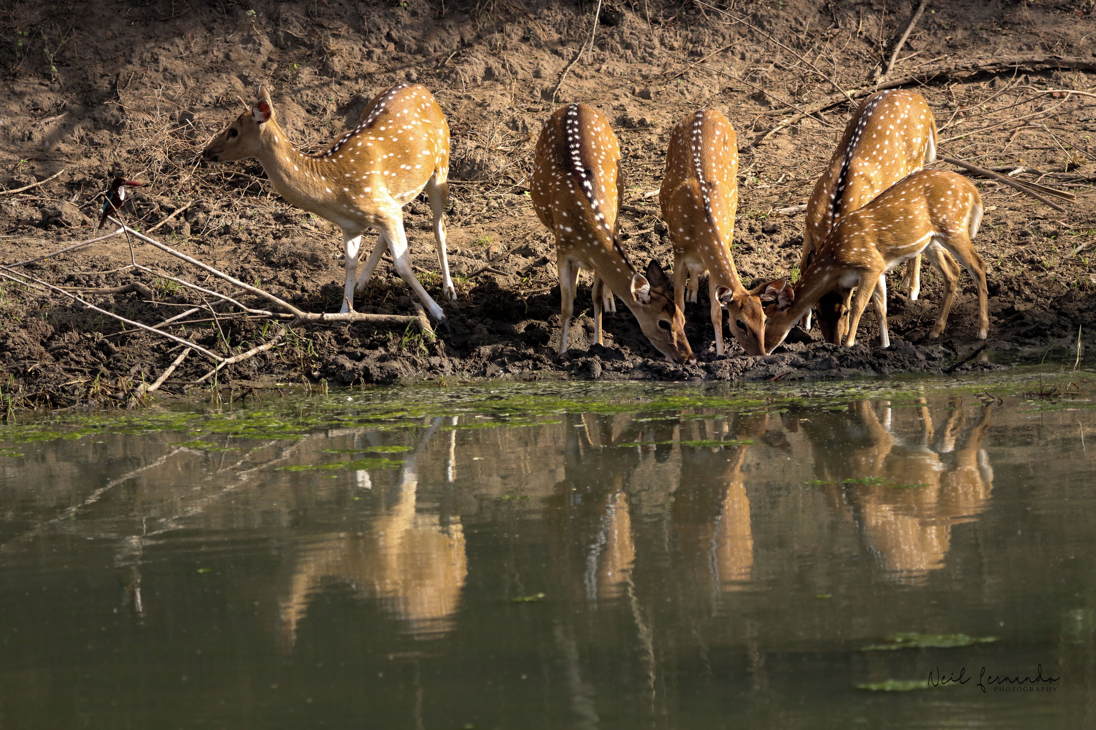 Un grupo de ciervos junto a un cuerpo de agua con reflejos.