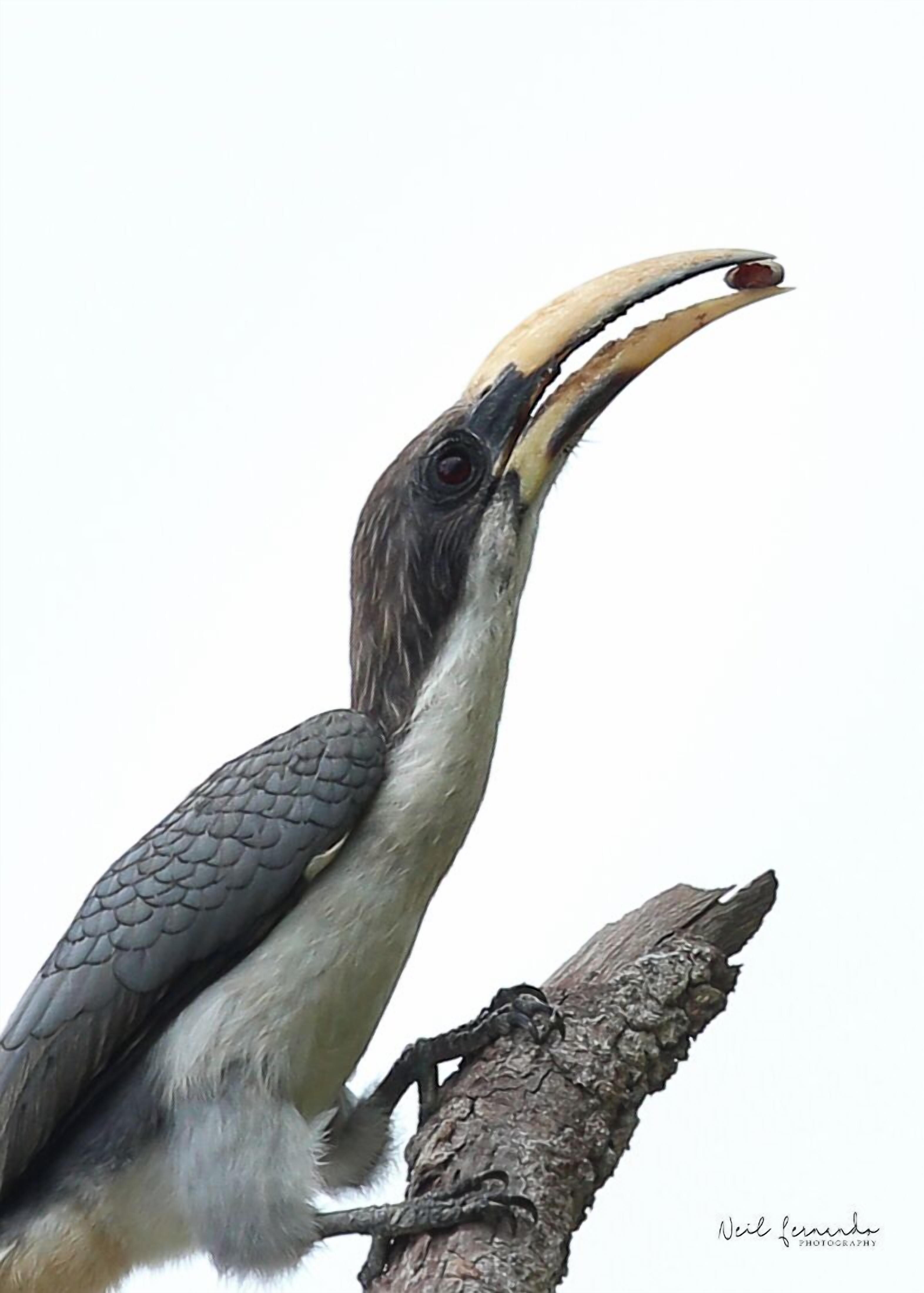 رحلة سفاري