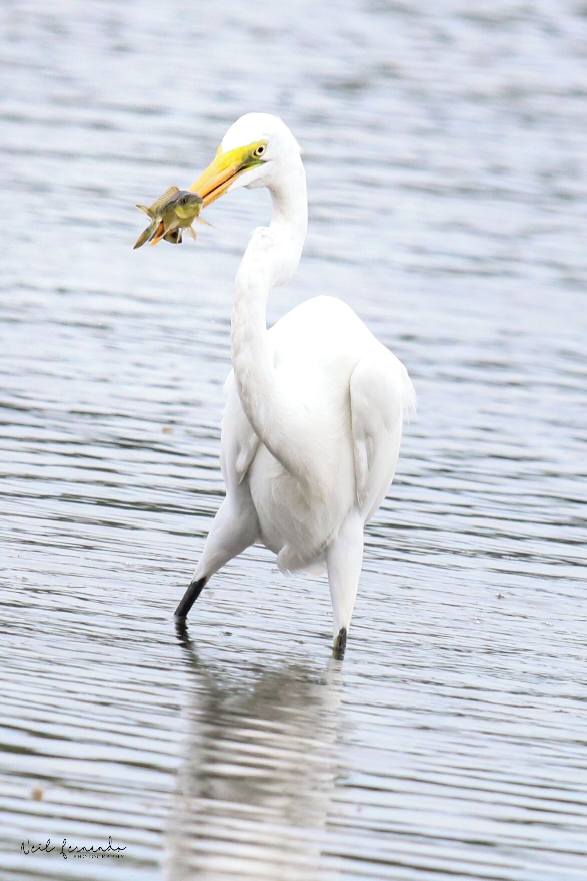 A white bird with a yellow beak holding a fish.