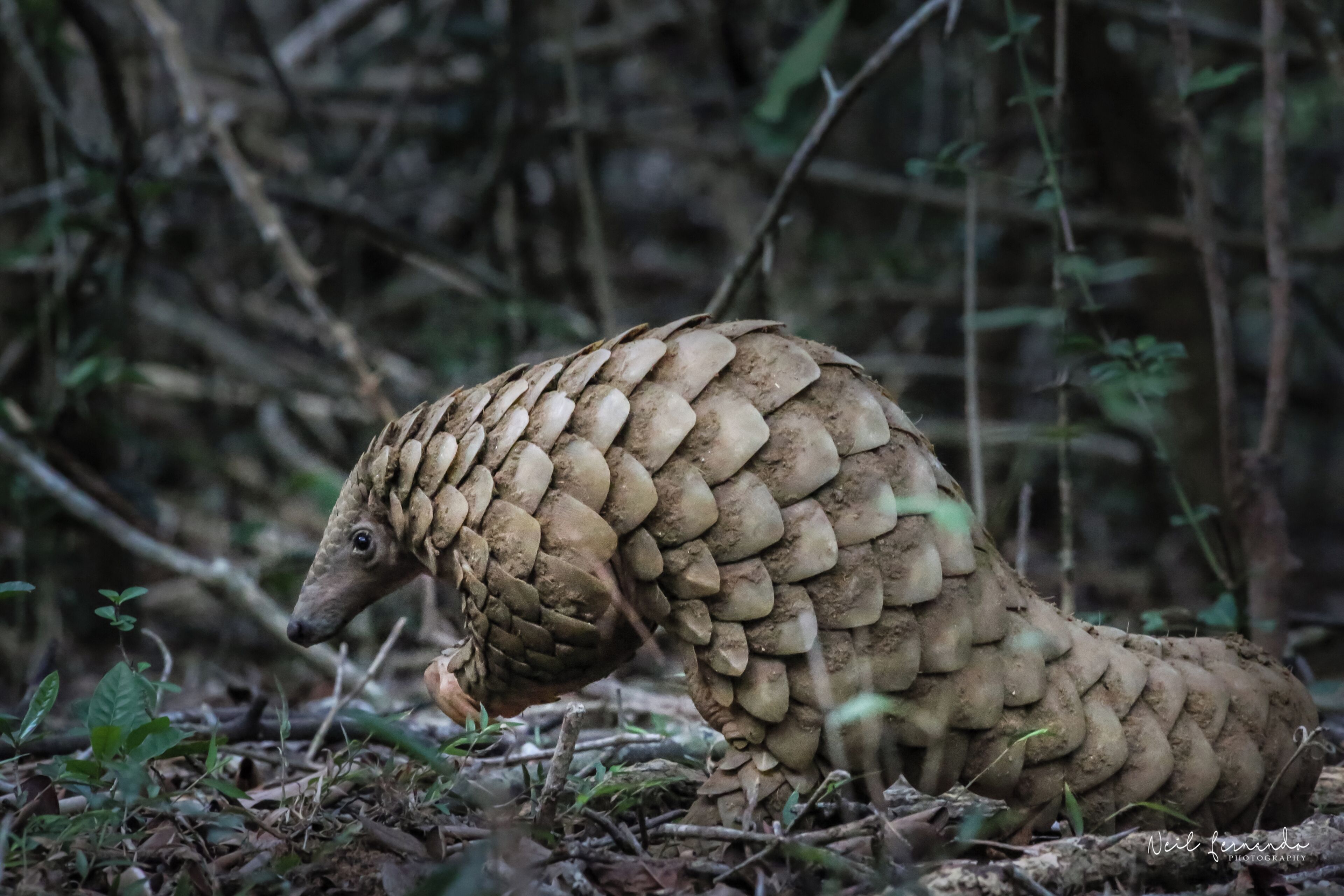 Un pangolín en su hábitat natural, con follaje denso y ramas al fondo.