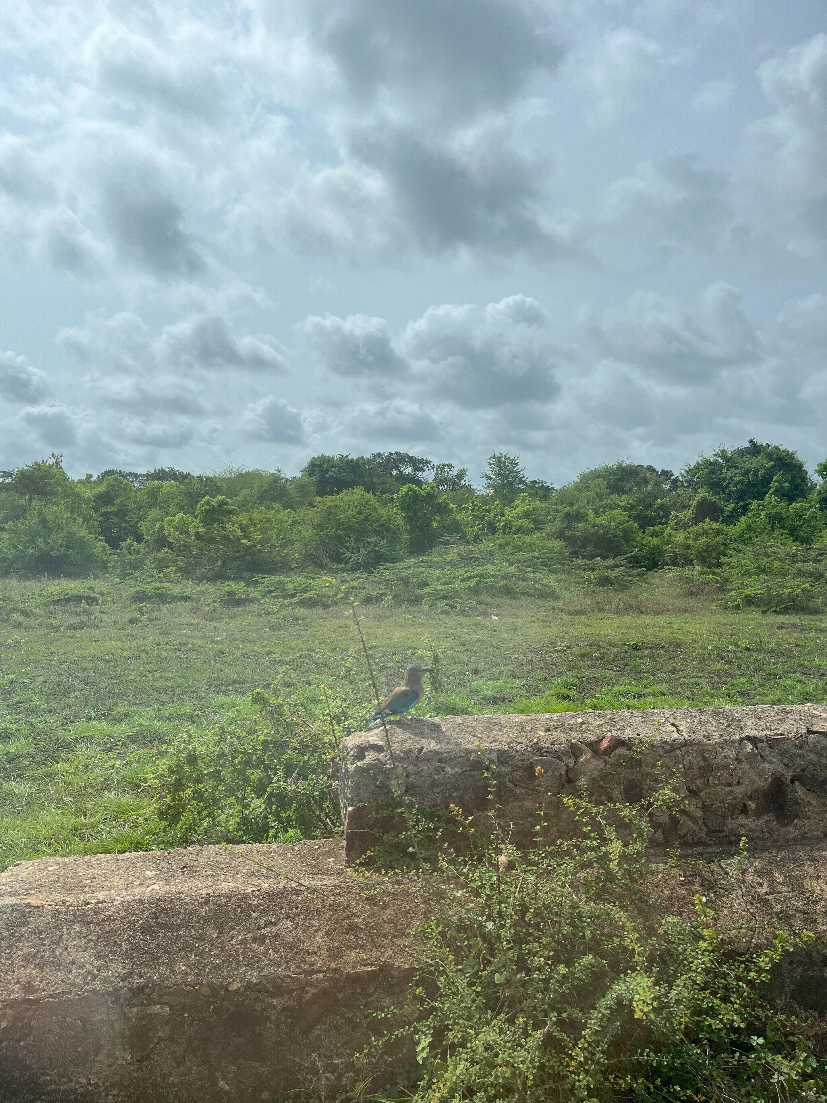 A bird perched on a stone wall with a grassy field and trees in the background.