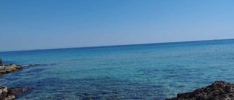 Lettini da mare