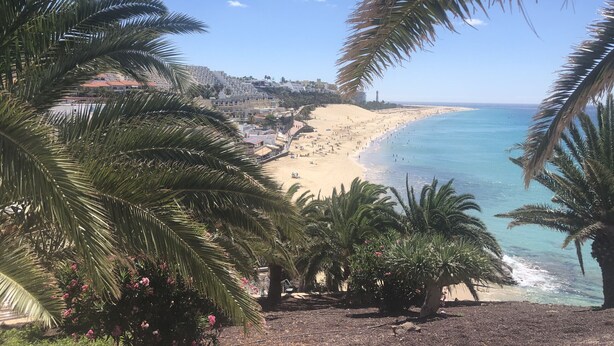 A beach with palm trees, a sandy shore, and buildings in the background.