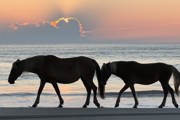 Wild Horses roam on property