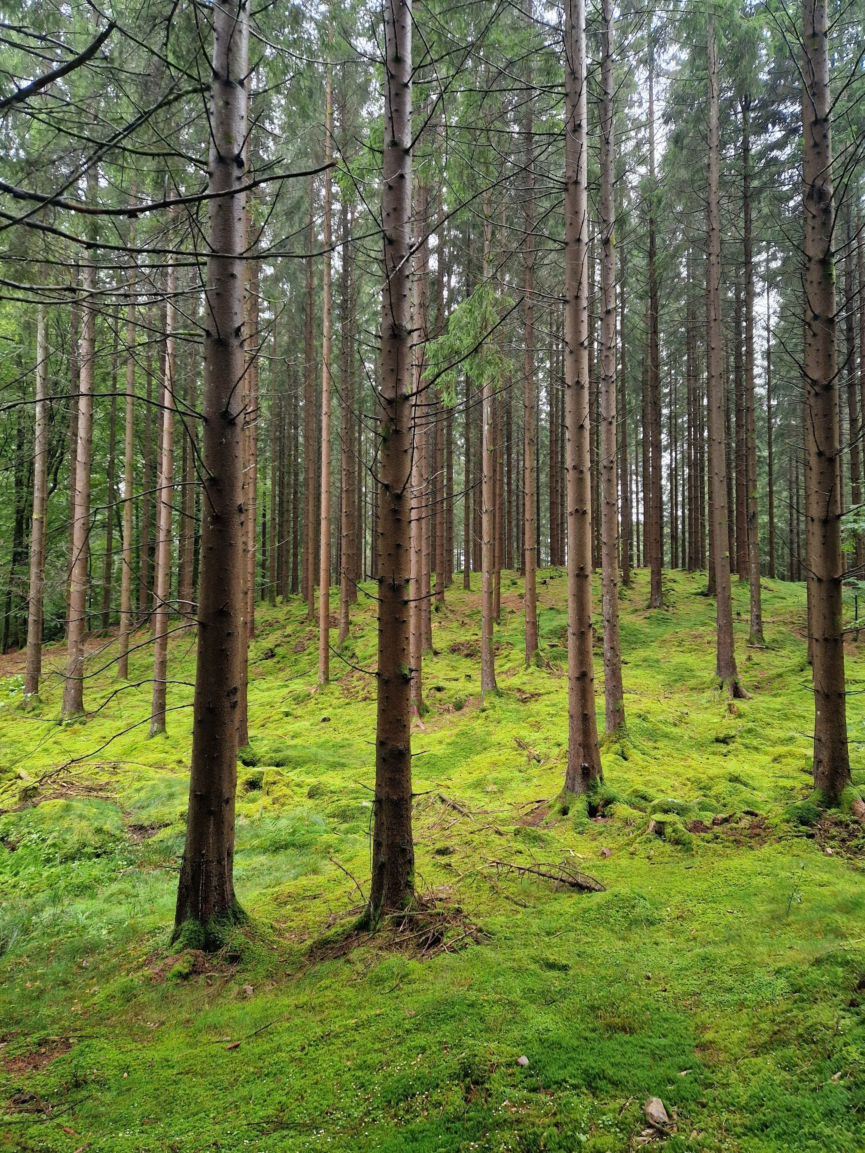 A forest with tall trees and a mossy ground.
