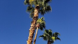 A building with a balcony and palm trees. - WorldMark Spencer Street - 1 Bedroom (Las Vegas)