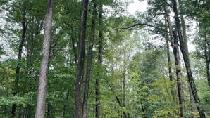 A forest with tall trees and a gravel path. - **Cleaning Fee Included** Mini modern cabin nestled in the peaceful hills between Jackson and Putnam County, minutes away from CUMMINS FALLS STATE PARK. Designed for comfort and style, this vacation rental seamlessly blends modern charm with wooded s (Cookeville)