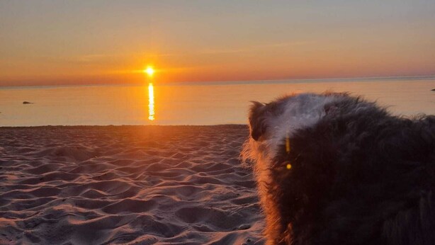 Un atardecer sobre una playa arenosa, con un perro en primer plano.