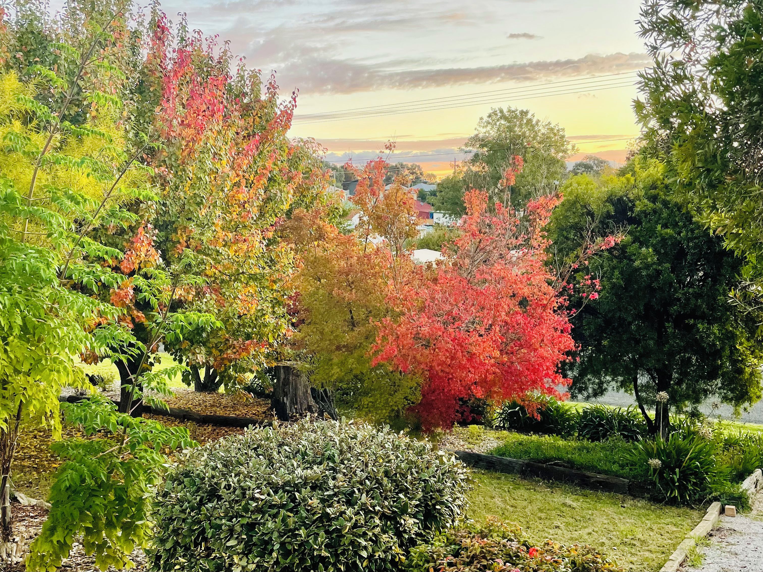Un jardin agrémenté de divers arbres et arbustes, un sentier en pierre et une vue sur un paysage lointain.
