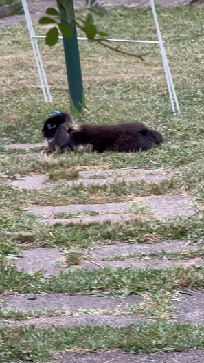 A dog lying on grass near a fence. - Park view house in Strathfieldsaye (Strathfieldsaye)