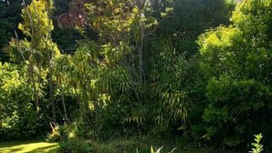 Un jardin avec différentes espèces de plantes et un chemin en béton menant à une porte.
