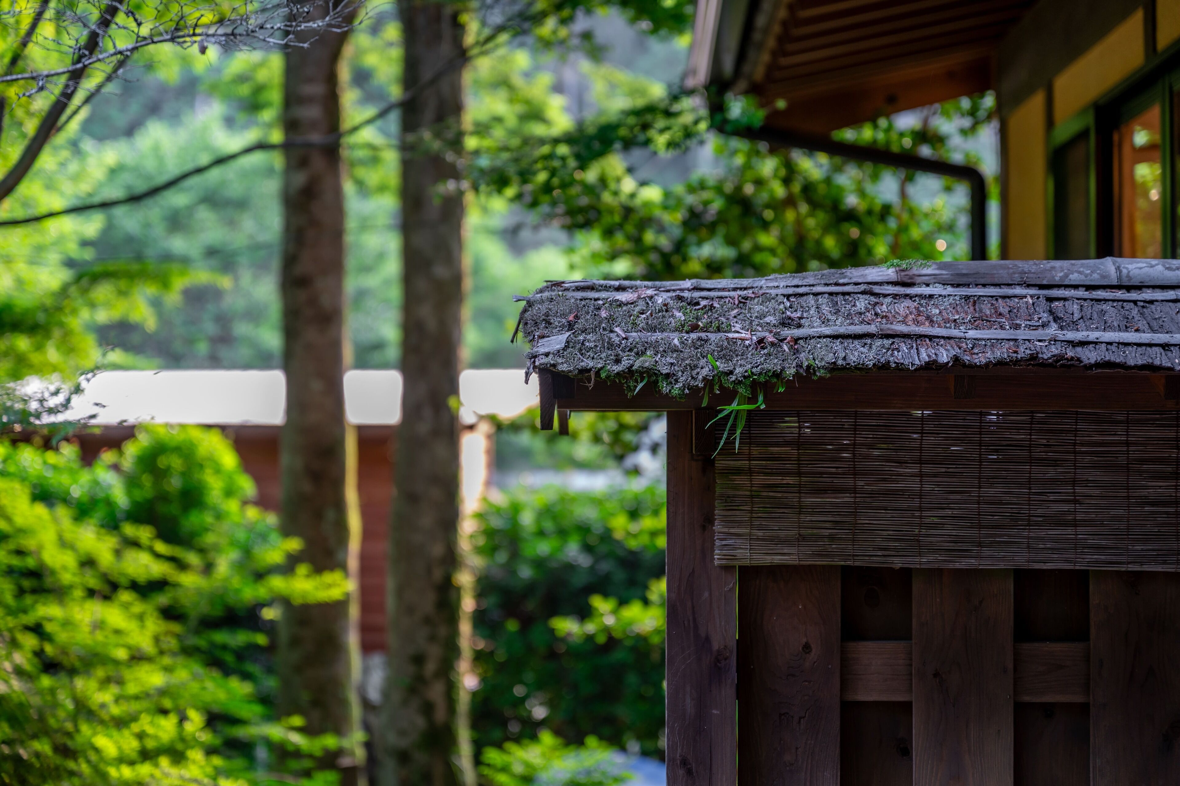 A wooden structure with a moss-covered roof, surrounded by lush greenery and trees.