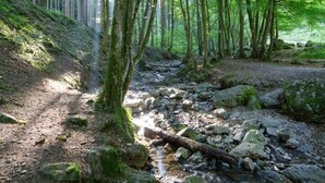 A forested area with a stream, rocks, and a dirt path. - Luxury Sunshine Tent in Dochamps (Manhay)