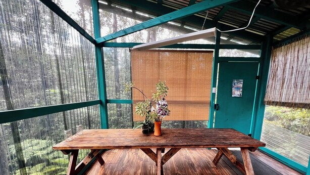 A rustic wooden table with a potted plant in a greenhouse with green framing and a view of a forested area.