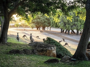 A natural outdoor area with trees and rocks, suitable for wildlife observation. - Petra Olive 4 (Yallingup)