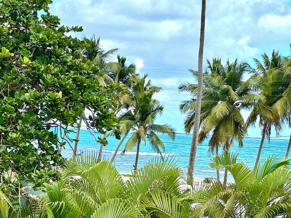 Escape to a serene beachside haven surrounded by lush greenery and palm trees.