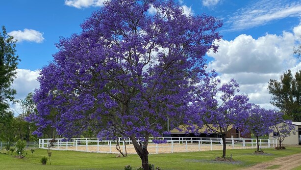 A tree with purple flowers in a grassy area with a white fence and a building in the background. - 3 Bdrm Farm Stay with Goats, Hairy Coos and chickens. Farm Life. You'll Love it! (Postmans Ridge)