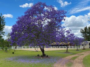 A tree with purple flowers in a grassy area with a white fence and a building in the background.