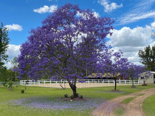 3 Bdrm Farm Stay with Goats, Hairy Coos and chickens. Farm Life. You'll Love it!