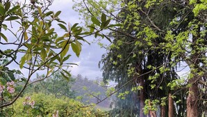 Property grounds - Serene Studio Retreat in Cygnet with Private Entrance (Cygnet)
