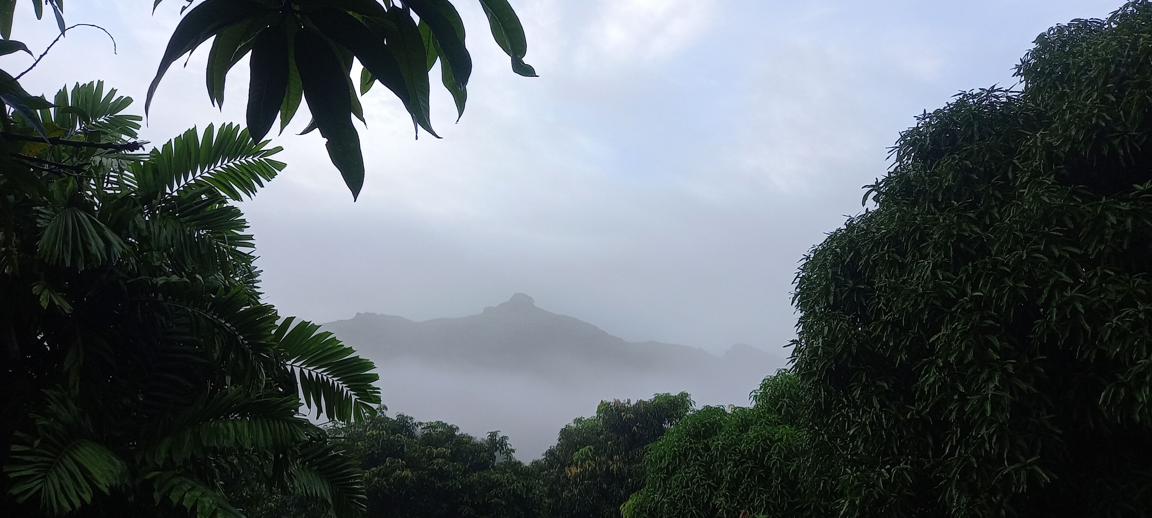 A dense forest with a mountain in the background.