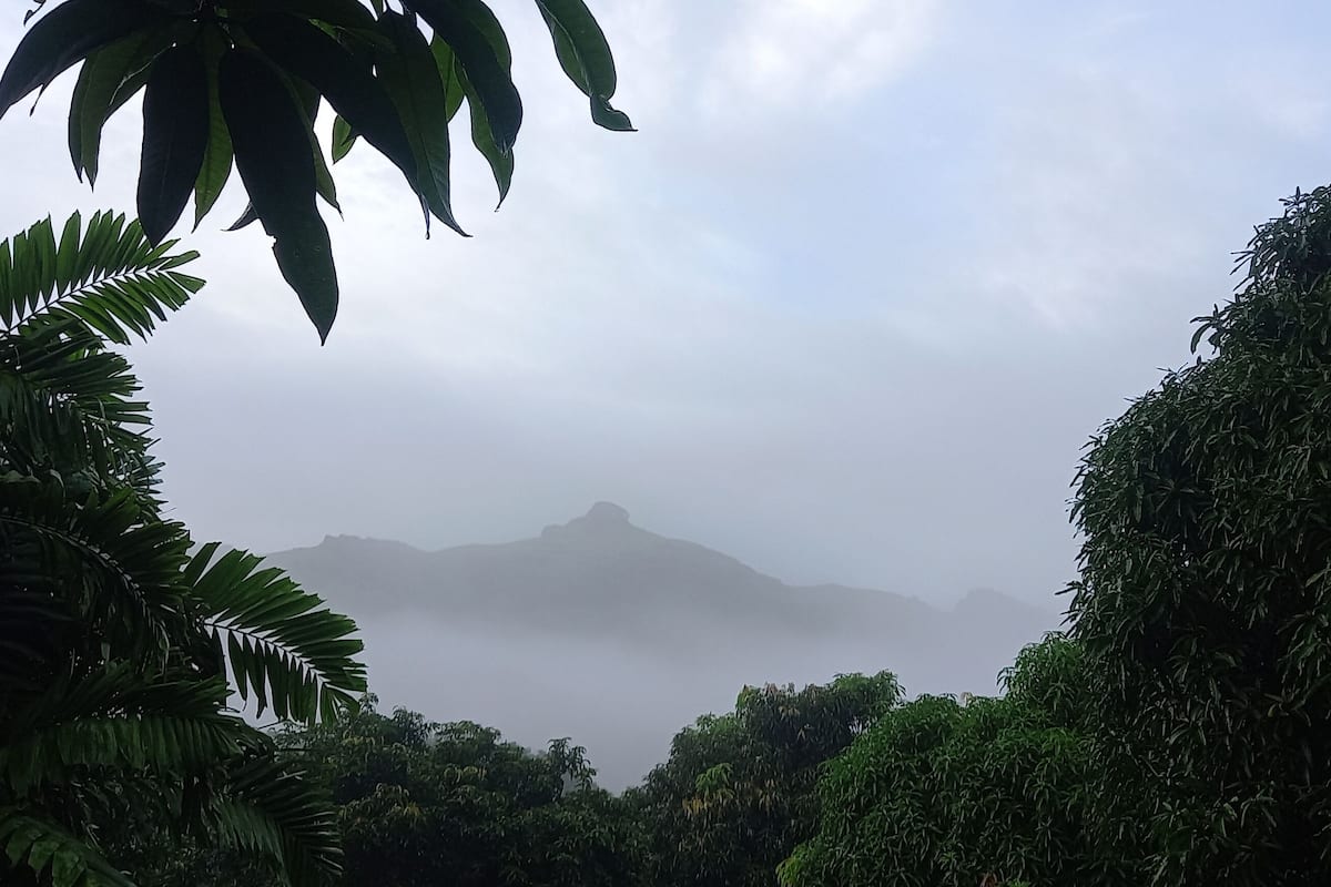 A dense forest with a mountain in the background.
