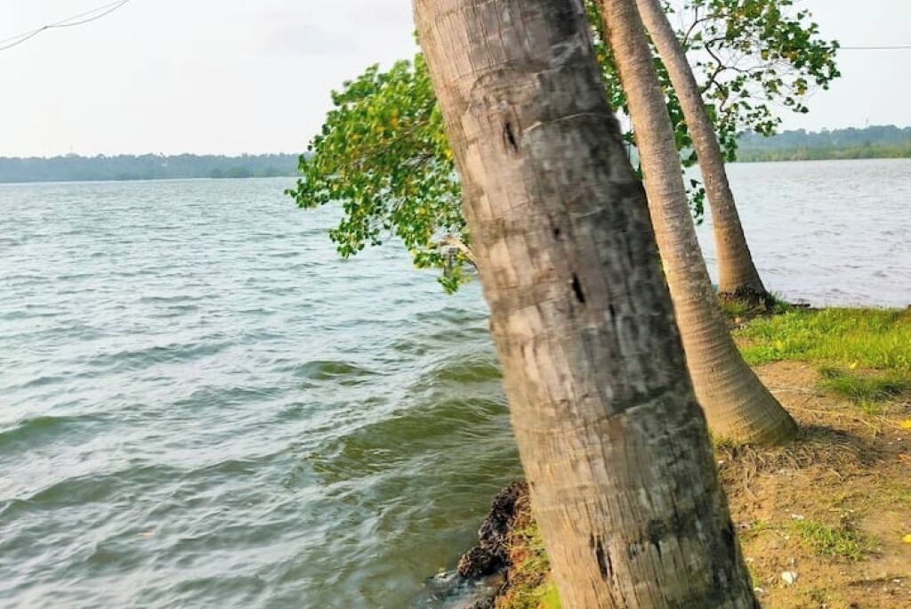 A calm lake with trees in the foreground.