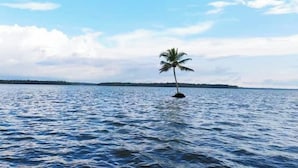 A single palm tree standing in calm water with a distant shoreline and a clear sky.