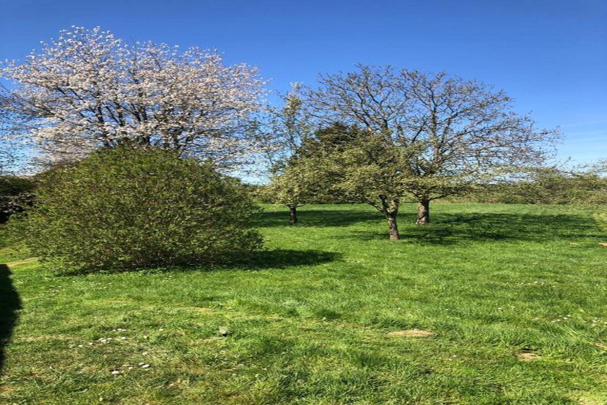 A grassy field with trees and a bush.