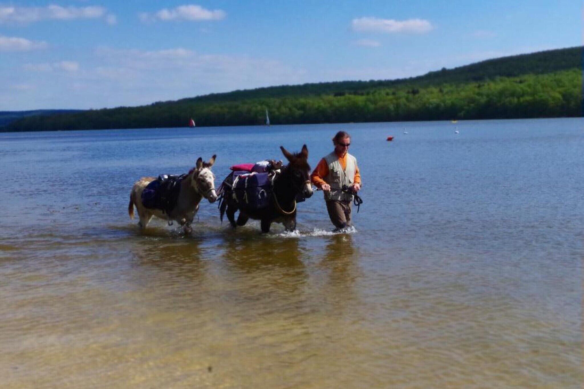 A person leading two horses through a shallow body of water.