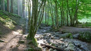 A forested area with a stream and rocks. - Terrace Apartment with Forest (Dochamps)