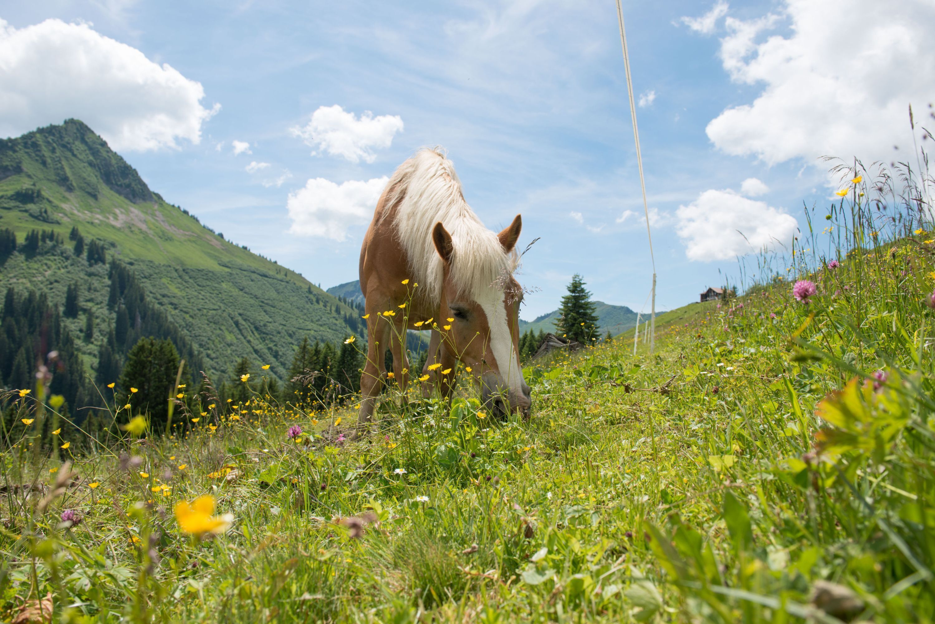 A horse grazing in a grassy field with mountains in the background.