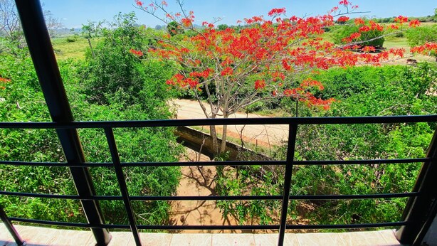 A view from a balcony with a metal railing, overlooking a garden with red flowering trees and green shrubs. - Wanamal Lake Front Yala (Tissamaharama)