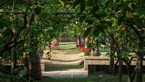 An orchard with fruit trees and a pathway leading through it.