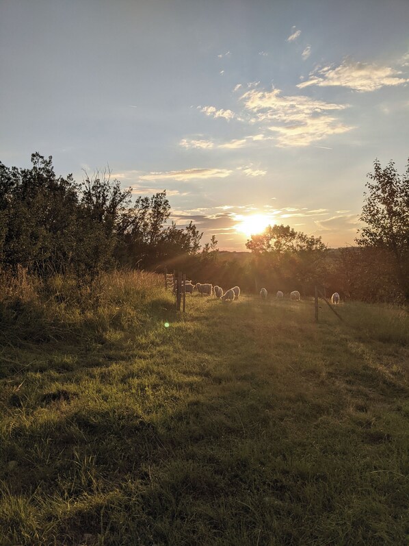 Miscellaneous - Glamping by Horizon Mohair, Espace Valériana! (Saint-Projet)