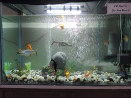 Um aquário com vários peixes, uma rocha grande e uma placa com a inscrição 'FRAGILE Não tocar'.