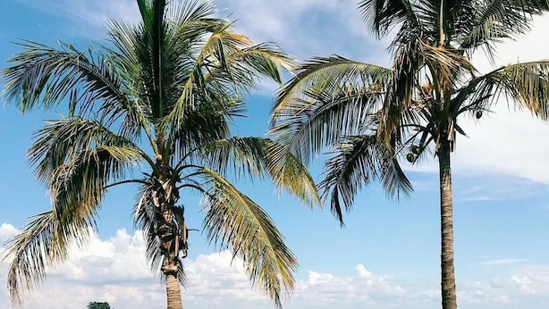 A person walking on a grassy area with palm trees and a body of water in the background.