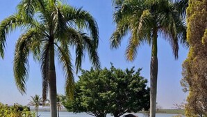 A serene garden with a pond, palm trees, and a large tree in the background.