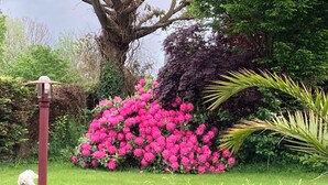 A garden with a large tree, a wooden fence, and pink flowers. - 4-bedroom house for 8 people, 7 km from the beach. (Plouégat-Guérand)